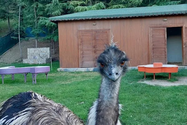 Ceylanlar Parkı - Resim 17