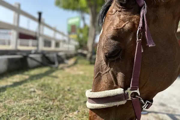 İzmir Atlı Spor ve İhtisas Kulübü - Resim 15