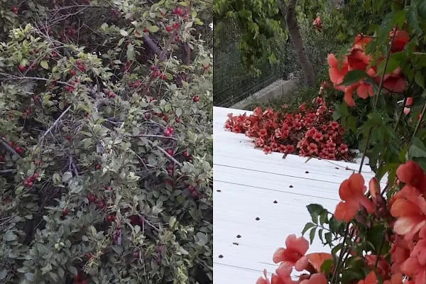 Aksu Tatil Köyü - Resim 11