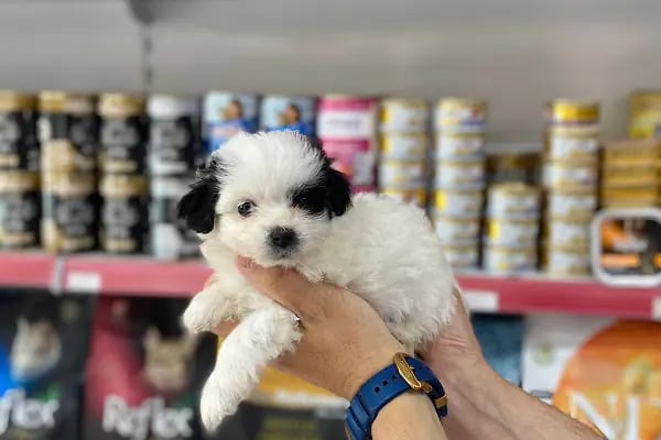 Pet Markt - Resim 14