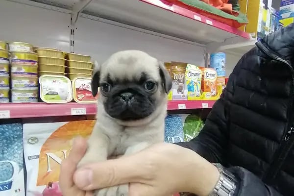 Pet Markt - Resim 11