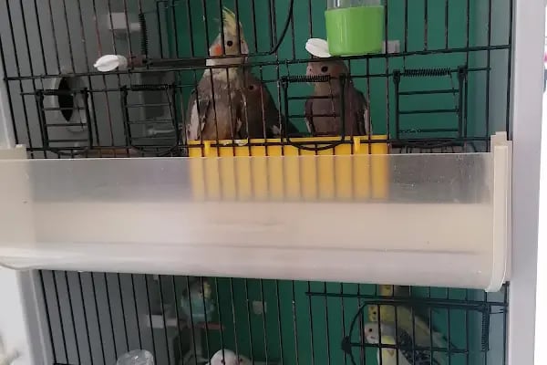 Pet Markt - Resim 15