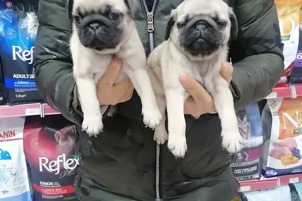 Pet Markt - Resim 18