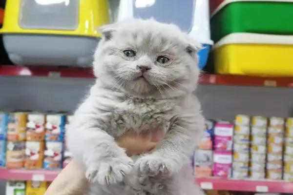 Pet Markt - Resim 13