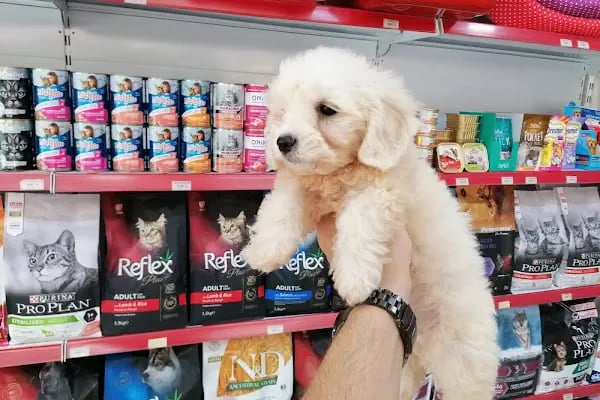 Pet Markt - Resim 1