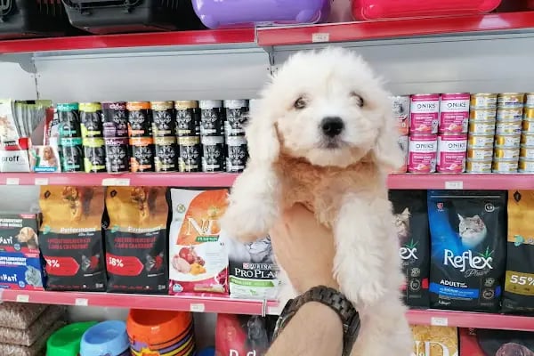 Pet Markt - Resim 20