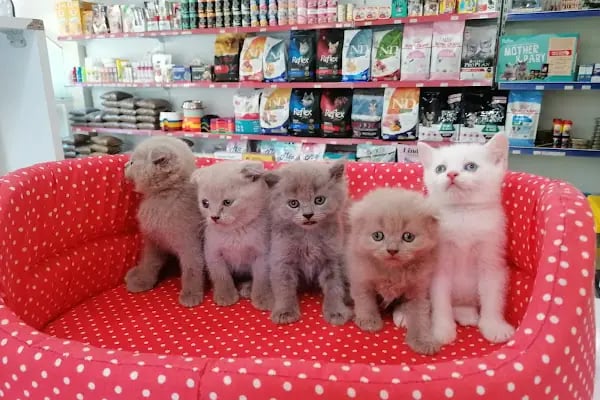 Pet Markt - Resim 4