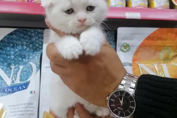 Pet Markt - Resim 5