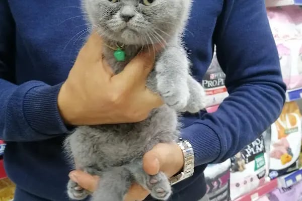 Pet Markt - Resim 12