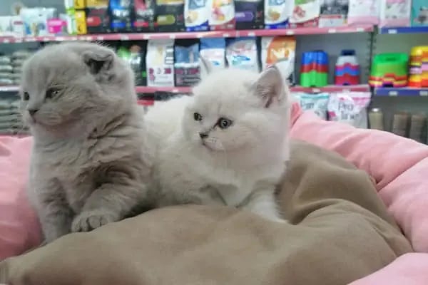 Pet Markt - Resim 10