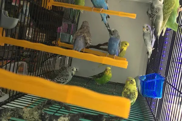 Kubi petshop - Resim 5