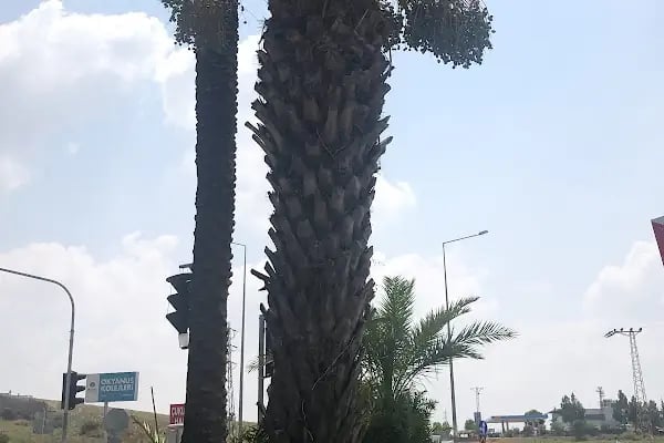 Karaisalı Kavşağı - Resim 4