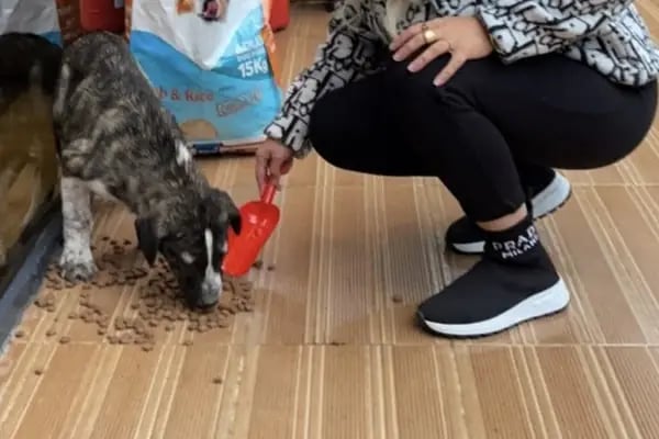 Kumla Pet Shop - Resim 7