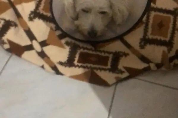 Fur + ever Veteriner Acil 7/24 Bodrum(Turgutreis)Köpek Kedi Evcil Hayvan Doktoru - Resim 10