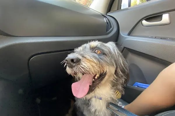 Fur + ever Veteriner Acil 7/24 Bodrum(Turgutreis)Köpek Kedi Evcil Hayvan Doktoru - Resim 4