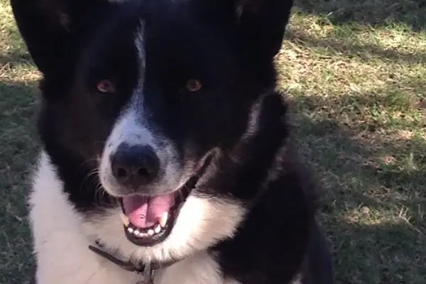 Fur + ever Veteriner Acil 7/24 Bodrum(Turgutreis)Köpek Kedi Evcil Hayvan Doktoru - Resim 6