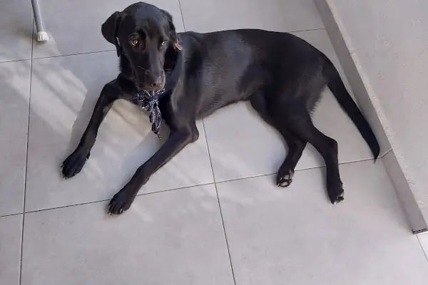 Fur + ever Veteriner Acil 7/24 Bodrum(Turgutreis)Köpek Kedi Evcil Hayvan Doktoru - Resim 7