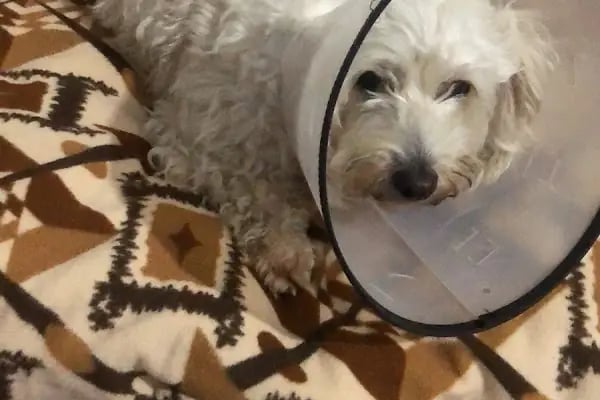 Fur + ever Veteriner Acil 7/24 Bodrum(Turgutreis)Köpek Kedi Evcil Hayvan Doktoru - Resim 9