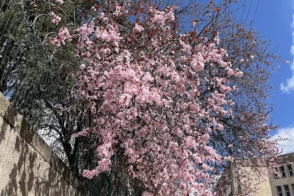 Merkez Bankası Ankara Şubesi - Resim 3