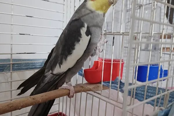 GÜRBÜZ PETSHOP - Resim 4