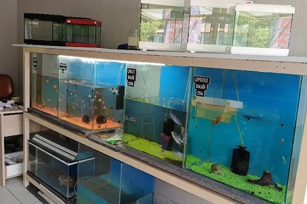 GÜRBÜZ PETSHOP - Resim 2