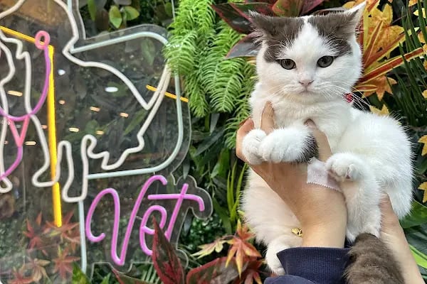 Vital Veteriner Kliniği - Resim 2