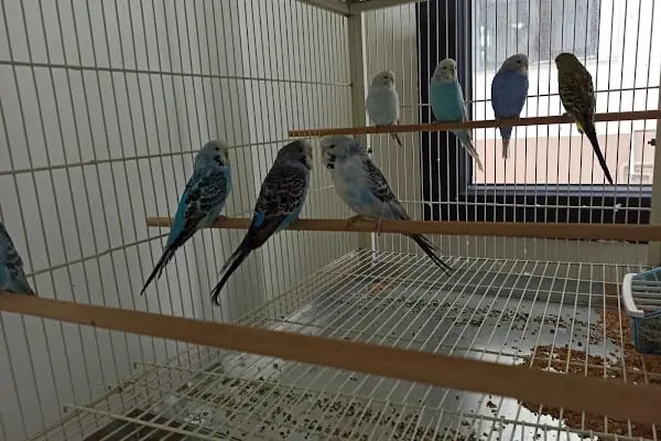 Haycan Akvaryum ve Petshop - Resim 19