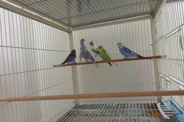 Haycan Akvaryum ve Petshop - Resim 5