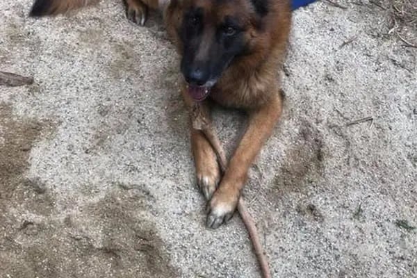 ANiPOL VETERİNER KLİNİĞİ DENİZLİ - Resim 12