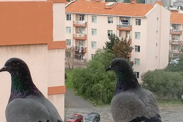 Üçkuyular Askeri Lojmanları - Resim 2