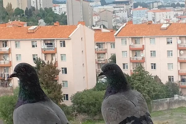 Üçkuyular Askeri Lojmanları - Resim 7