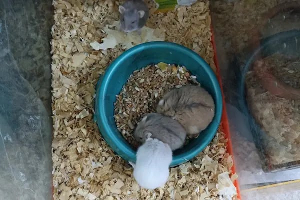 Altınel Petshop - Resim 7