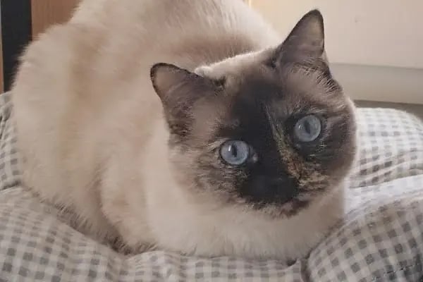 Bornova Belediyesi Kedi Kliniği - Resim 7