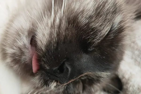 Bornova Belediyesi Kedi Kliniği - Resim 8