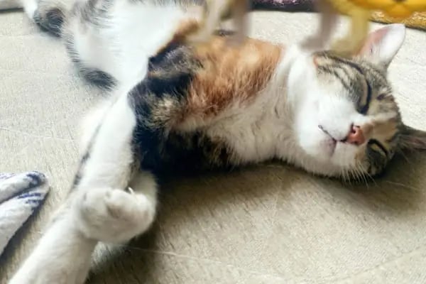Bornova Belediyesi Kedi Kliniği - Resim 5
