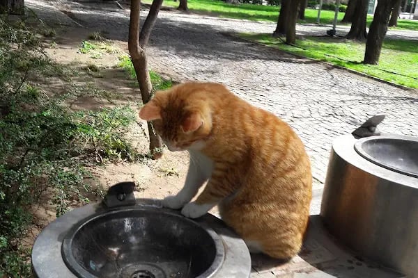 Bornova Belediyesi Kedi Kliniği - Resim 6