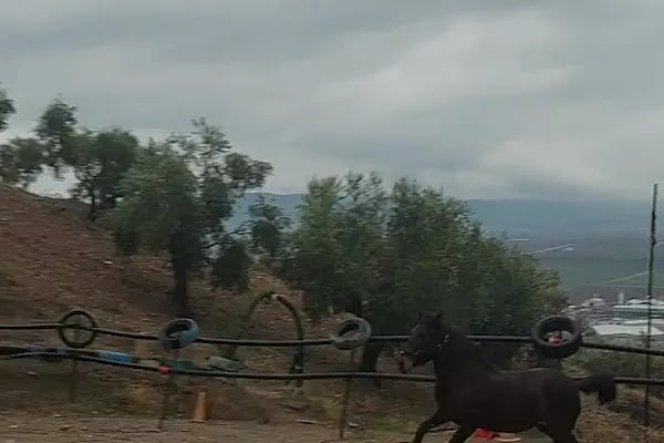 Kahramanmarasatlıbinicilikspor kulübü - Resim 3