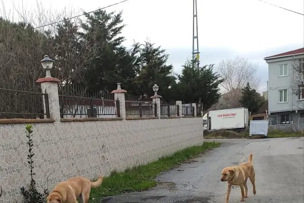 VİKTORUN MEKANI - Resim 1