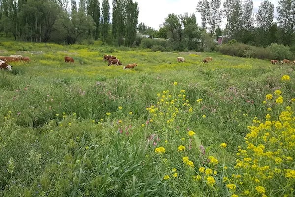 Akyaka Piknik Alanı - Resim 16