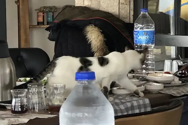 Denizli Atlı Spor Kulübü - Kır Düğün Salonu - Serpme Kahvaltı - At Çiftliği - Binicilik - Resim 18