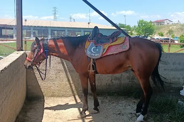 Denizli Atlı Spor Kulübü - Kır Düğün Salonu - Serpme Kahvaltı - At Çiftliği - Binicilik - Resim 3