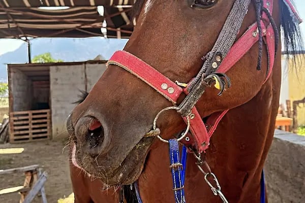 Denizli Atlı Spor Kulübü - Kır Düğün Salonu - Serpme Kahvaltı - At Çiftliği - Binicilik - Resim 6