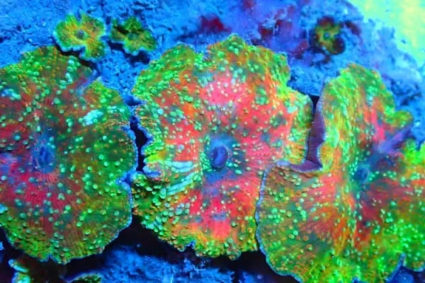 Dost Akvaryum Deniz Akvaryumları ve Balıkları - Resim 6
