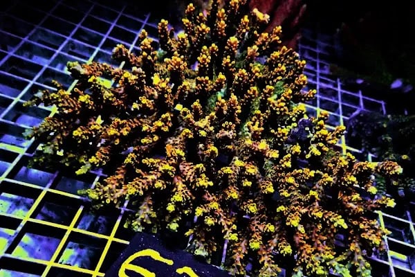 Dost Akvaryum Deniz Akvaryumları ve Balıkları - Resim 16