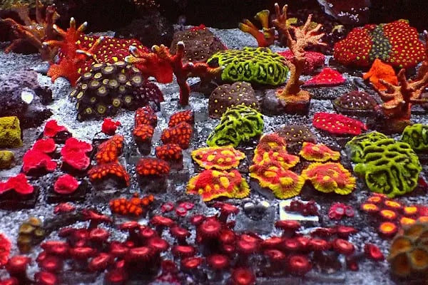 Dost Akvaryum Deniz Akvaryumları ve Balıkları - Resim 2