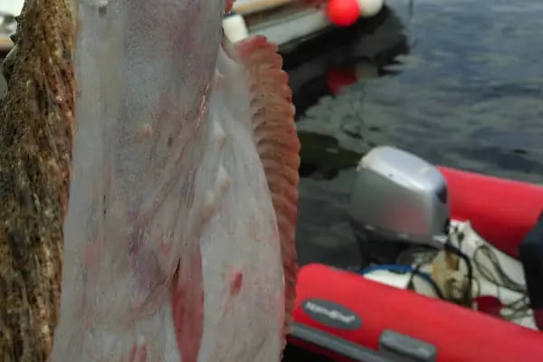 ISLAND STEAK & FISH HOUSE - Resim 18