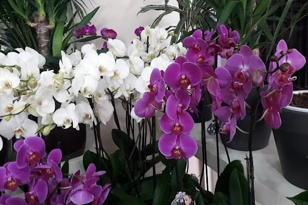 Garden Park Dügün Salonu - Resim 4