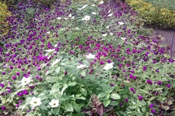 Garden Park Dügün Salonu - Resim 19