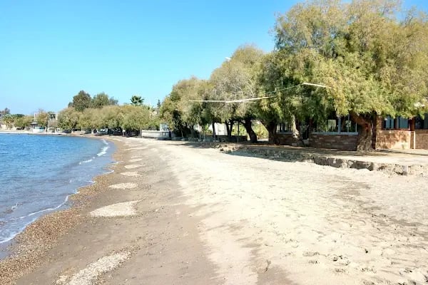 GÜNEŞ ÇİÇEK EVİ &amp; ORGANİZASYON - MUĞLA/BODRUM - Resim 17