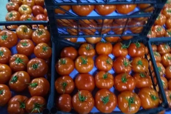 Konaklı toptancı hali - Resim 19
